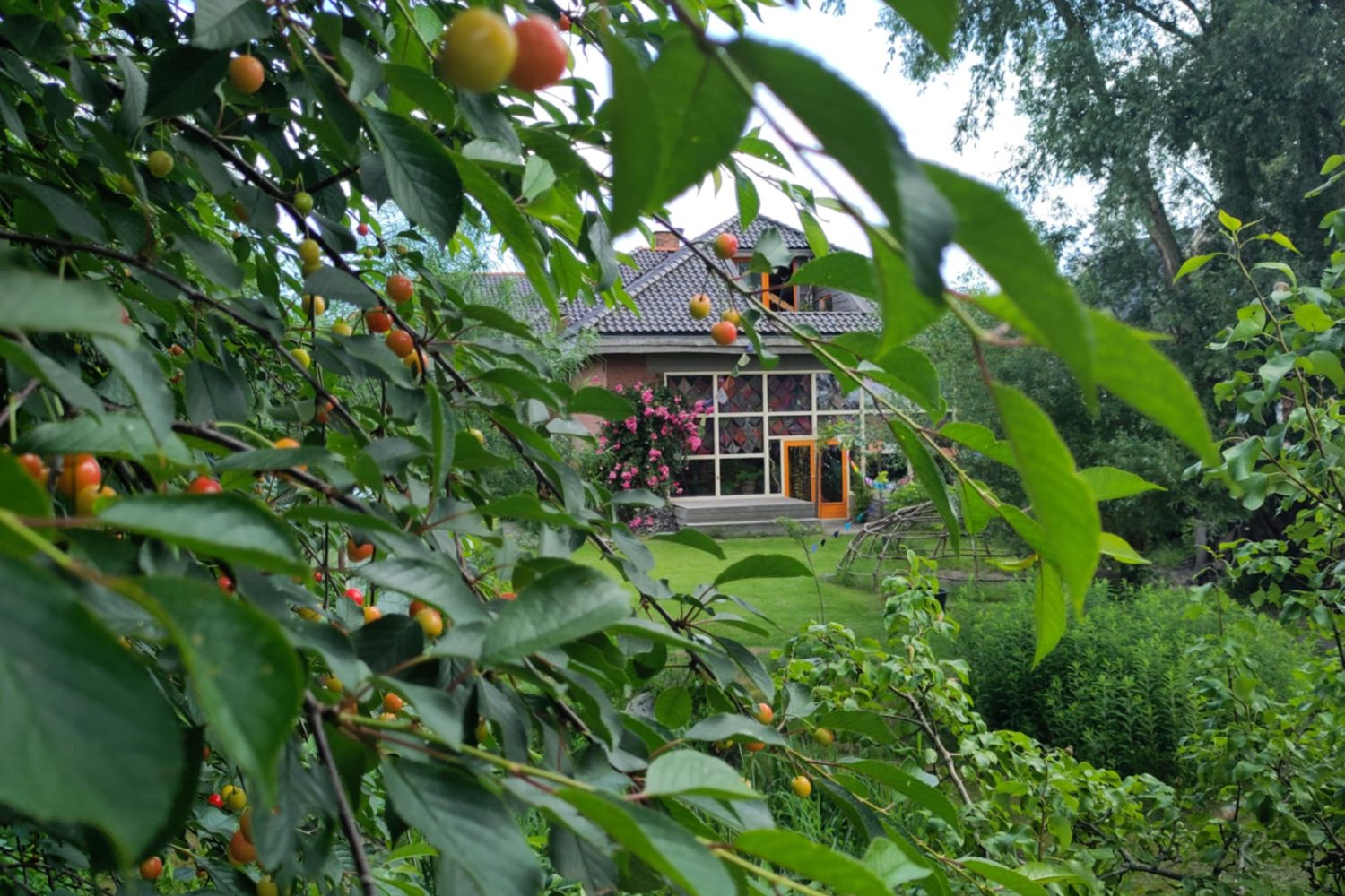 back of the garden and house through the cherry tree