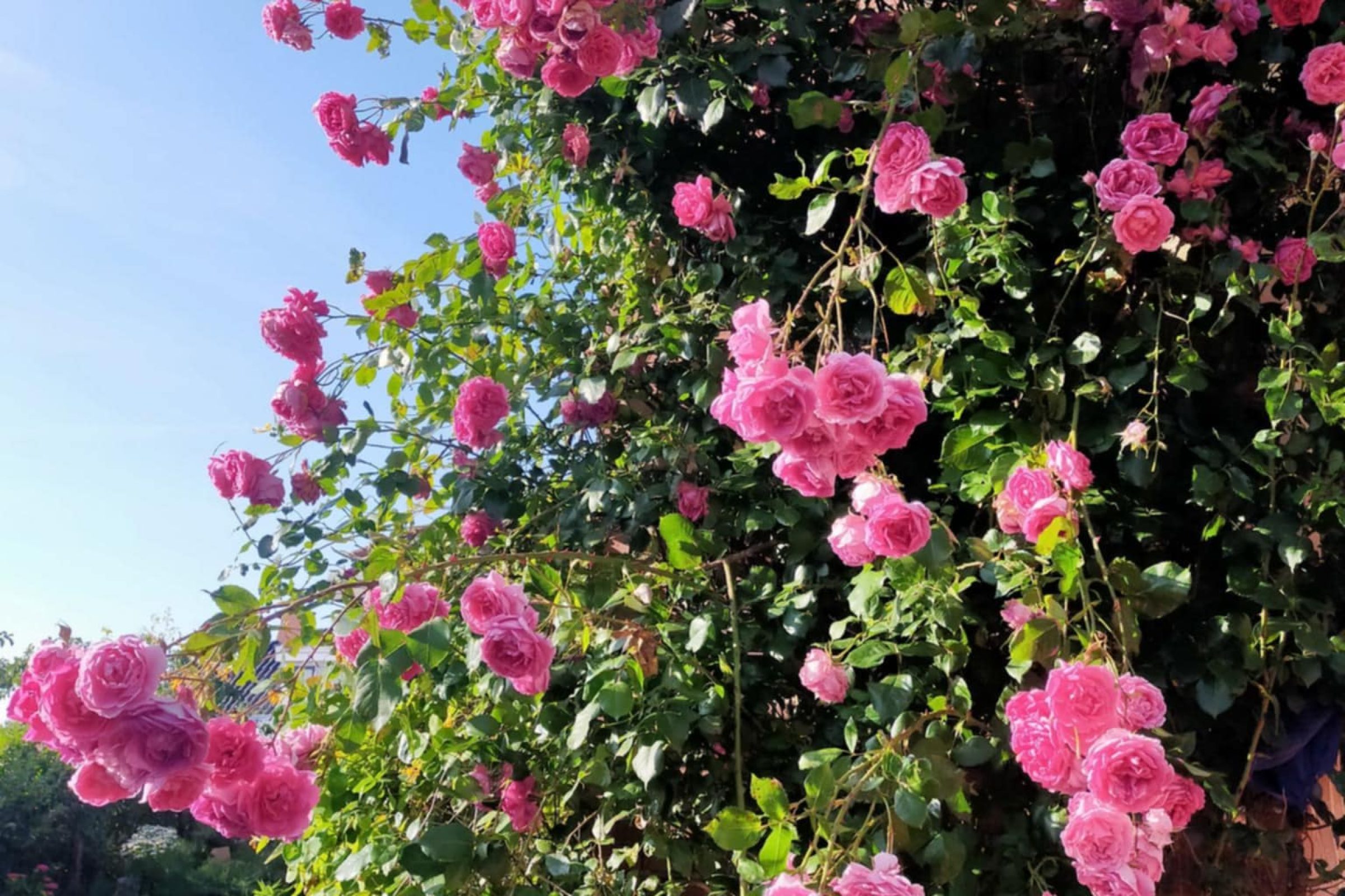 garden rose bush