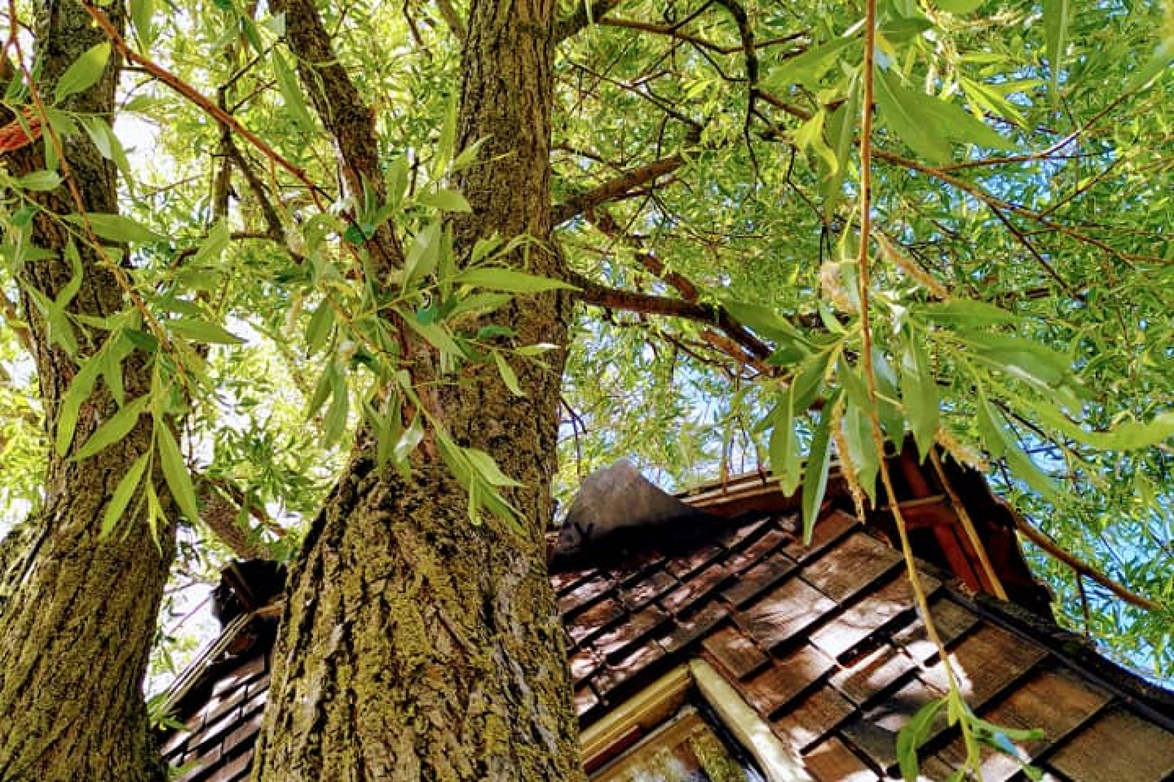 treehouse 10